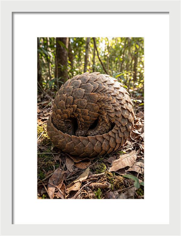 African Pangolin In Defense