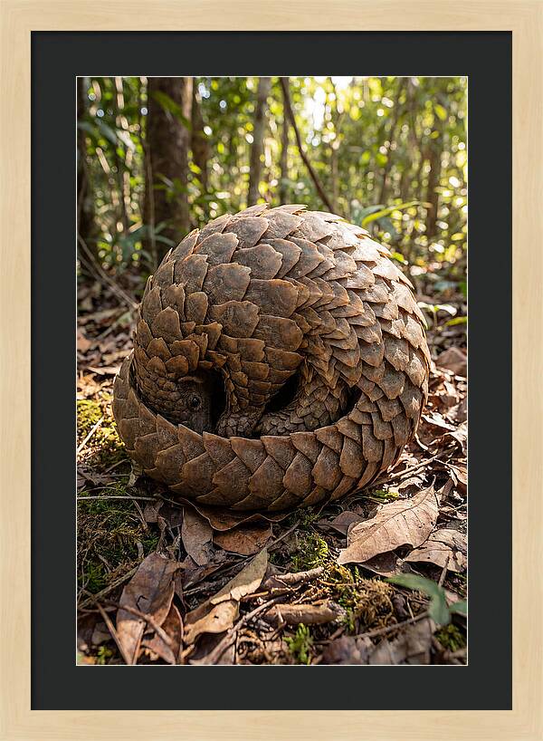 African Pangolin In Defense