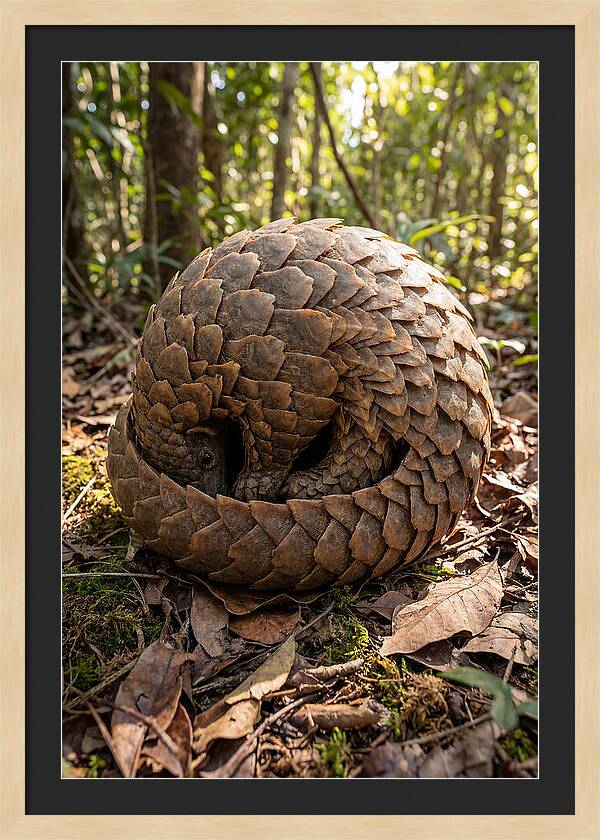 African Pangolin In Defense