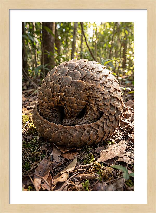 African Pangolin In Defense