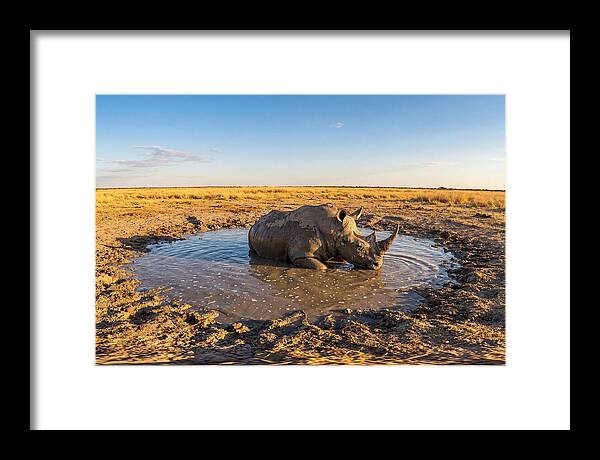 African Rhino Enjoying Mud Bath