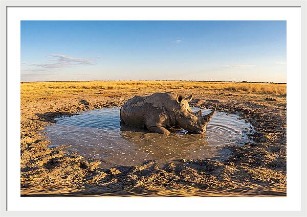 African Rhino Enjoying Mud Bath