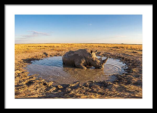African Rhino Enjoying Mud Bath