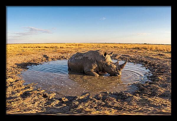 African Rhino Enjoying Mud Bath
