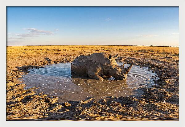 African Rhino Enjoying Mud Bath