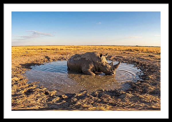 African Rhino Enjoying Mud Bath