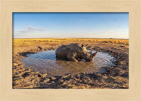 African Rhino Enjoying Mud Bath