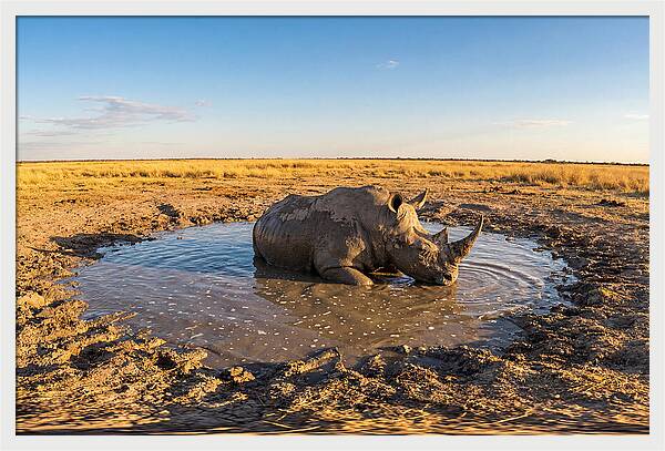African Rhino Enjoying Mud Bath