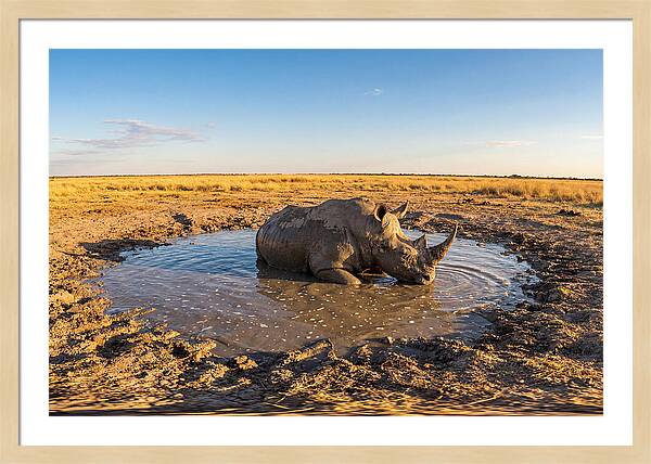African Rhino Enjoying Mud Bath