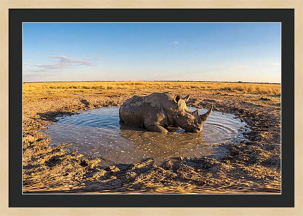 African Rhino Enjoying Mud Bath