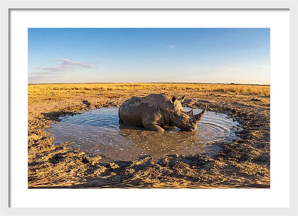 African Rhino Enjoying Mud Bath