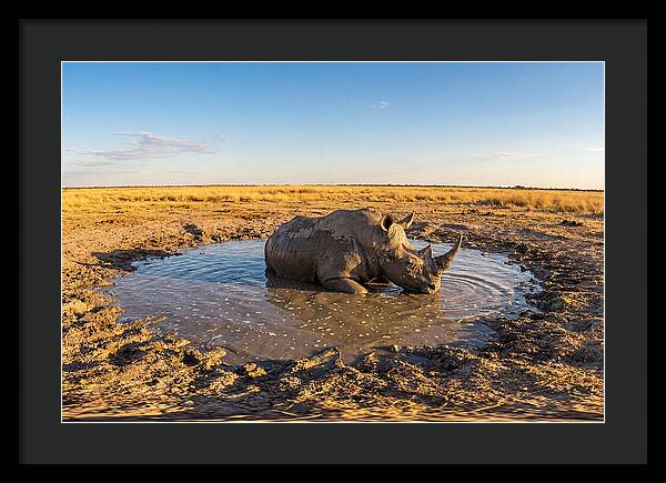 African Rhino Enjoying Mud Bath