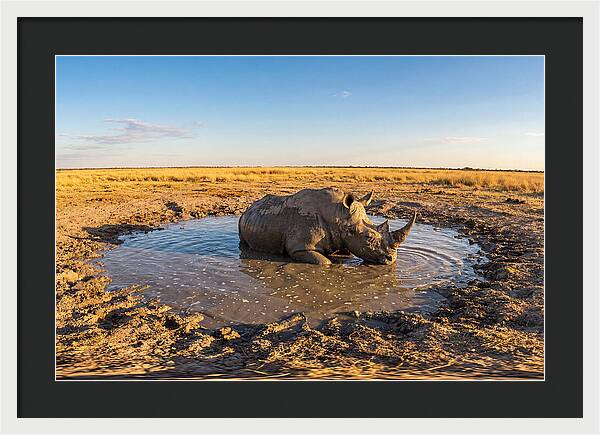 African Rhino Enjoying Mud Bath