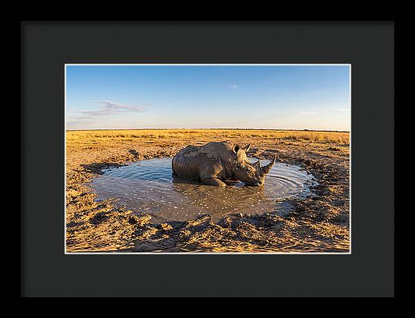 African Rhino Enjoying Mud Bath
