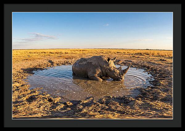 African Rhino Enjoying Mud Bath