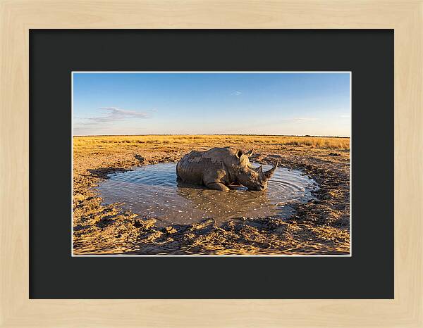 African Rhino Enjoying Mud Bath