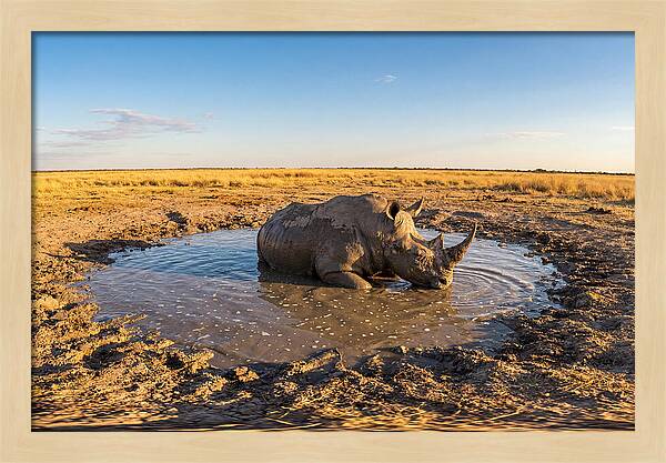 African Rhino Enjoying Mud Bath