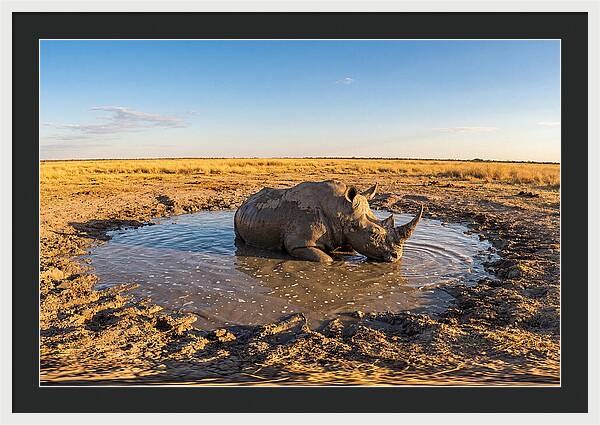 African Rhino Enjoying Mud Bath