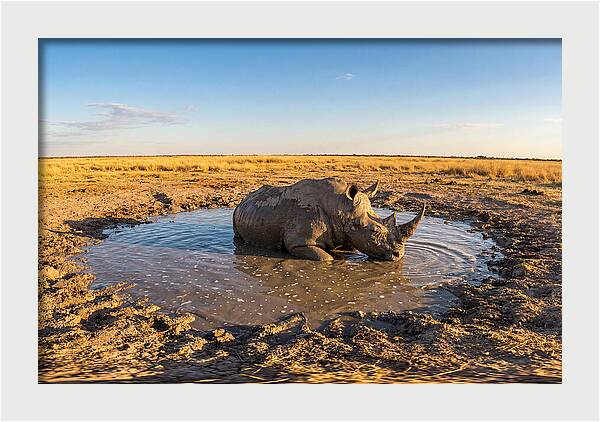 African Rhino Enjoying Mud Bath