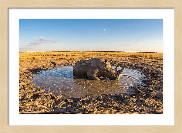 African Rhino Enjoying Mud Bath