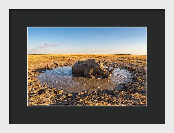 African Rhino Enjoying Mud Bath