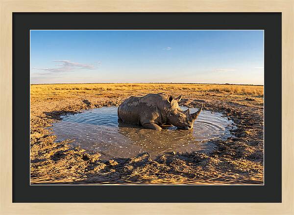African Rhino Enjoying Mud Bath