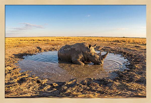 African Rhino Enjoying Mud Bath