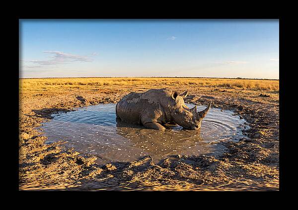 African Rhino Enjoying Mud Bath