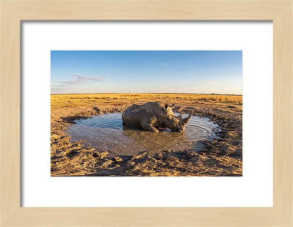 African Rhino Enjoying Mud Bath
