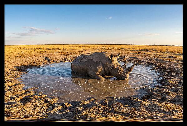 African Rhino Enjoying Mud Bath