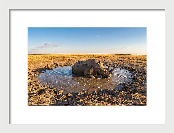 African Rhino Enjoying Mud Bath