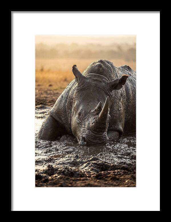 African Rhino In Mud Wallow