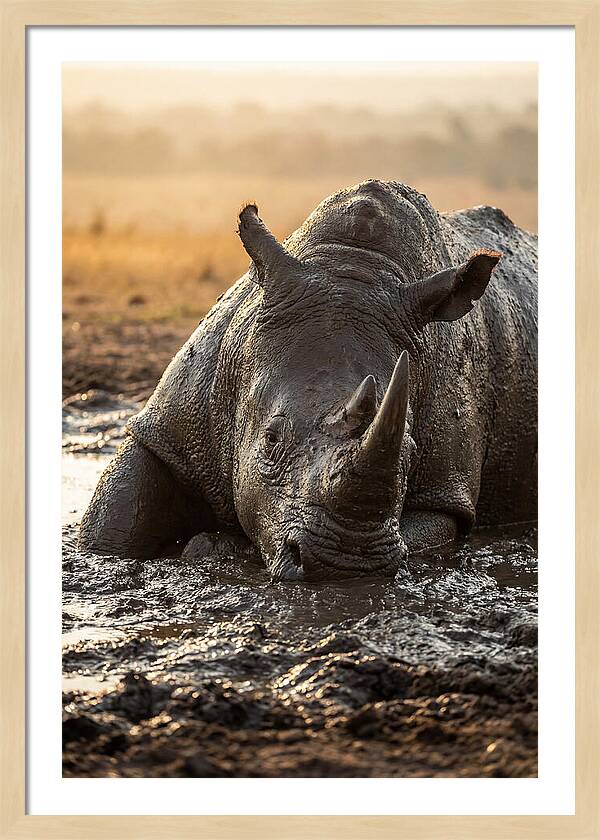 African Rhino In Mud Wallow