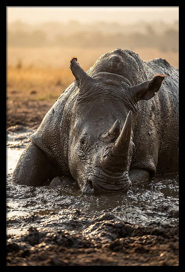 African Rhino In Mud Wallow