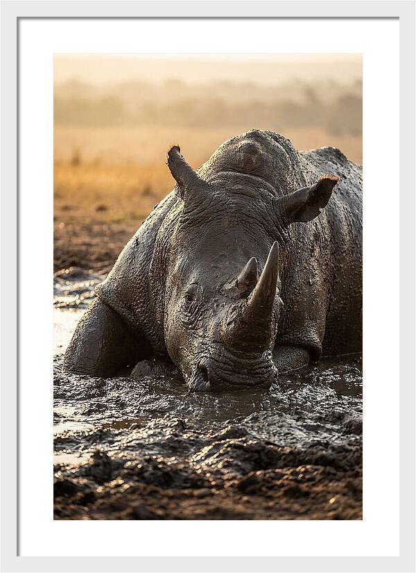 African Rhino In Mud Wallow