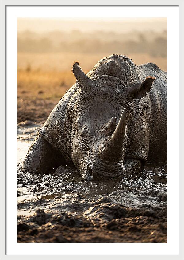 African Rhino In Mud Wallow