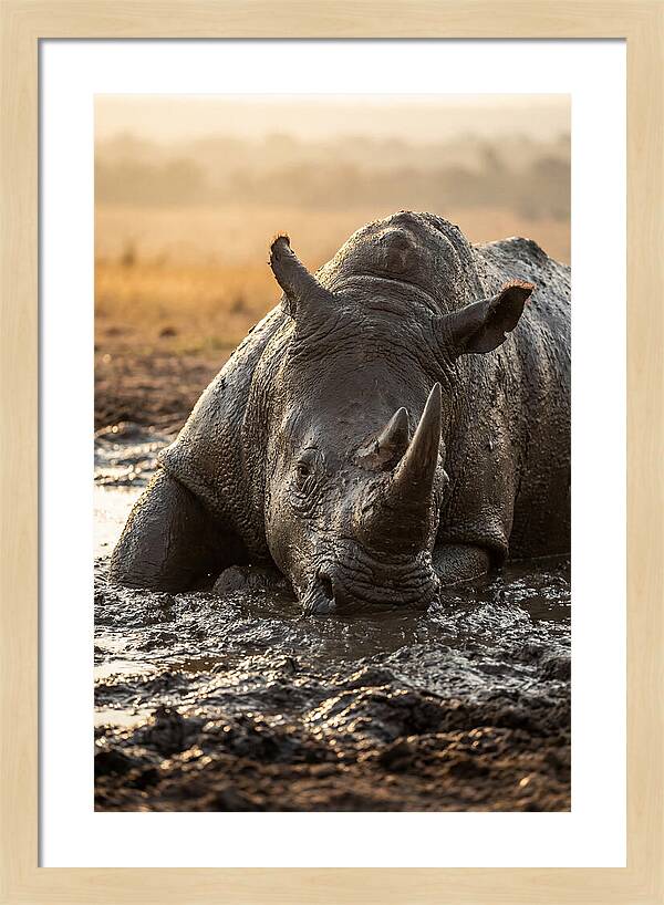 African Rhino In Mud Wallow