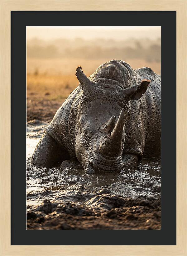 African Rhino In Mud Wallow