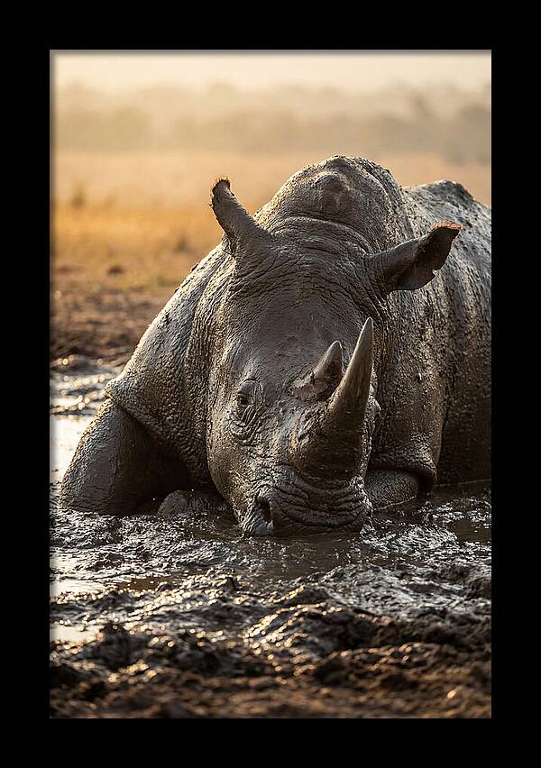 African Rhino In Mud Wallow