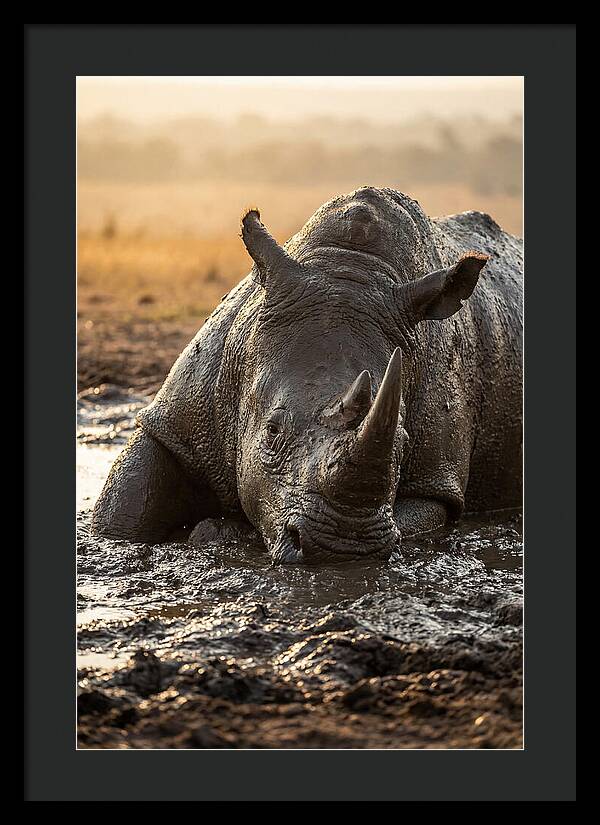 African Rhino In Mud Wallow