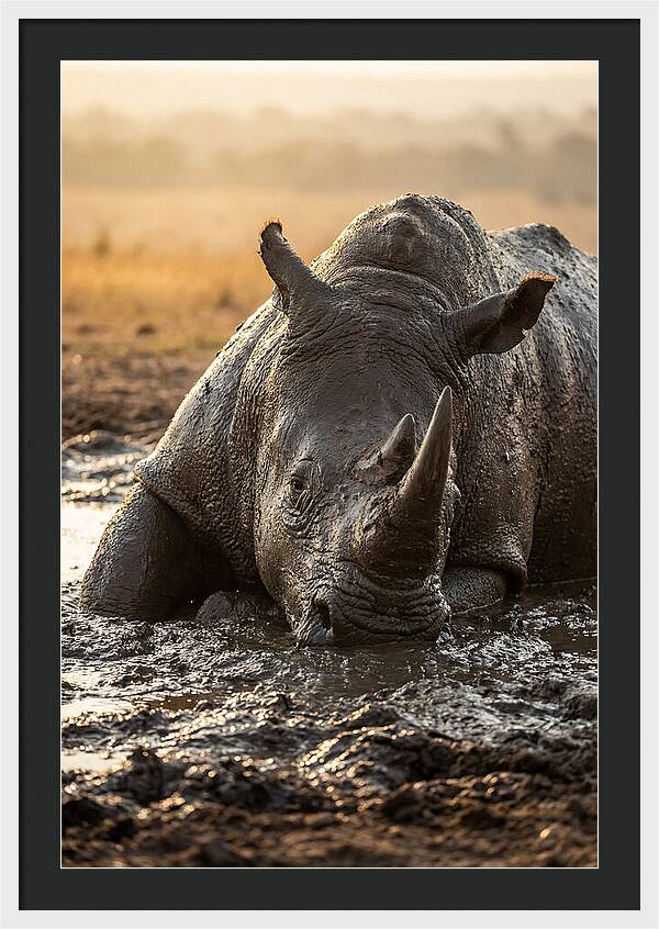 African Rhino In Mud Wallow