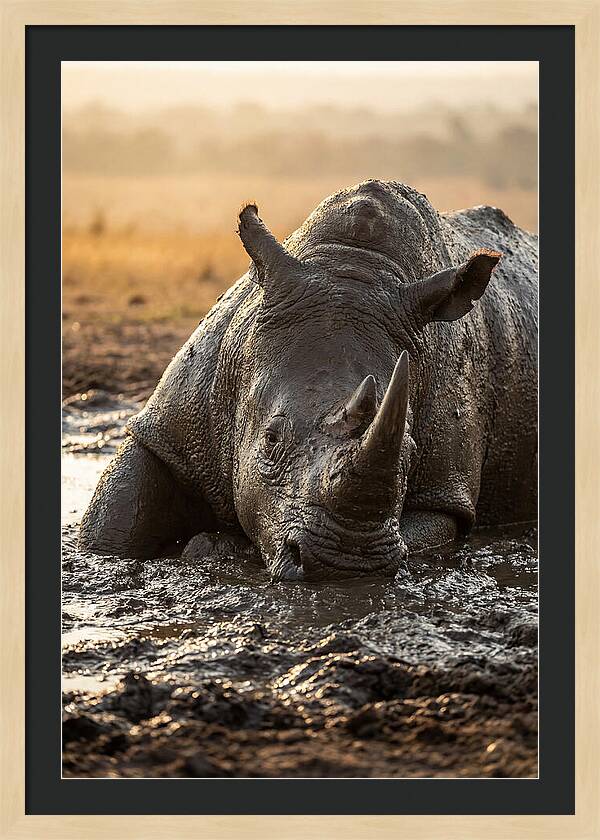 African Rhino In Mud Wallow