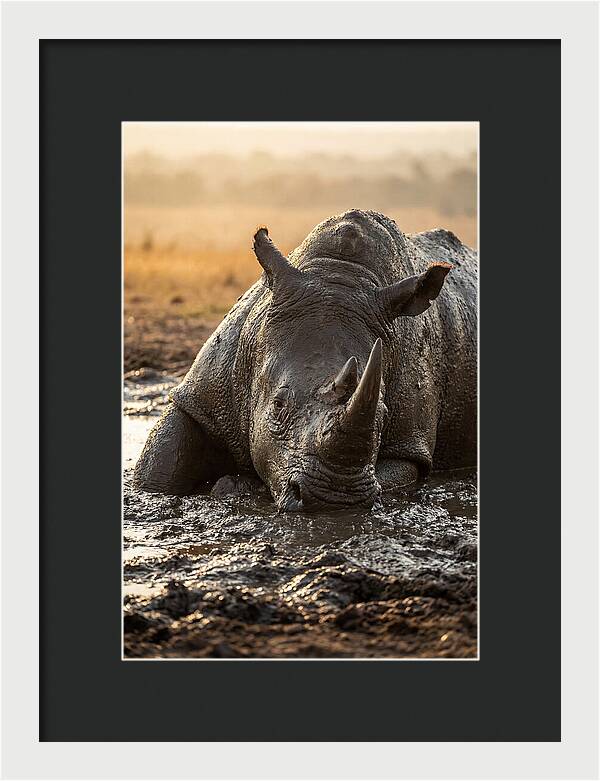 African Rhino In Mud Wallow