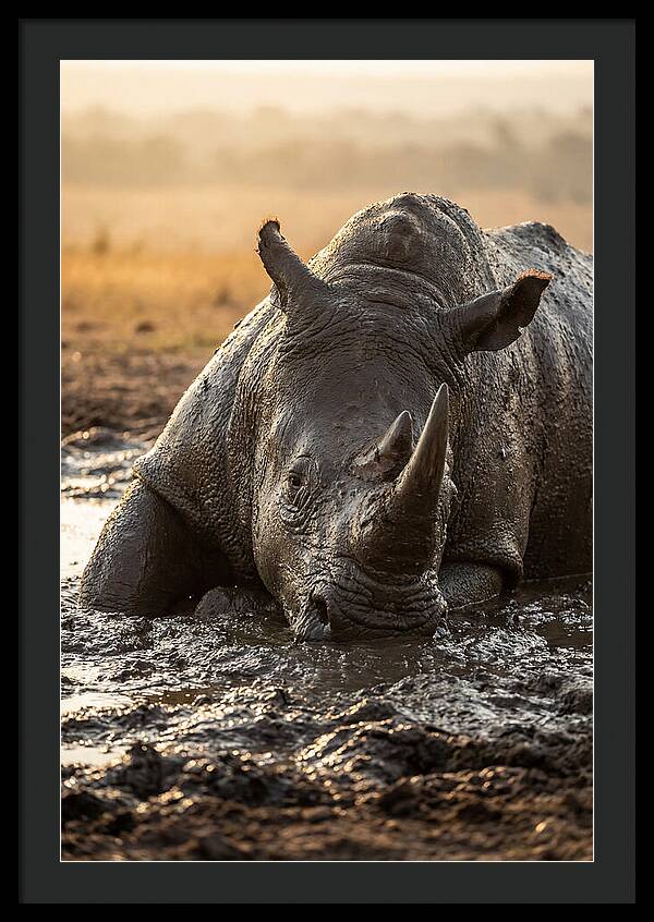 African Rhino In Mud Wallow