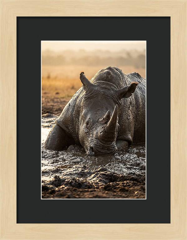 African Rhino In Mud Wallow