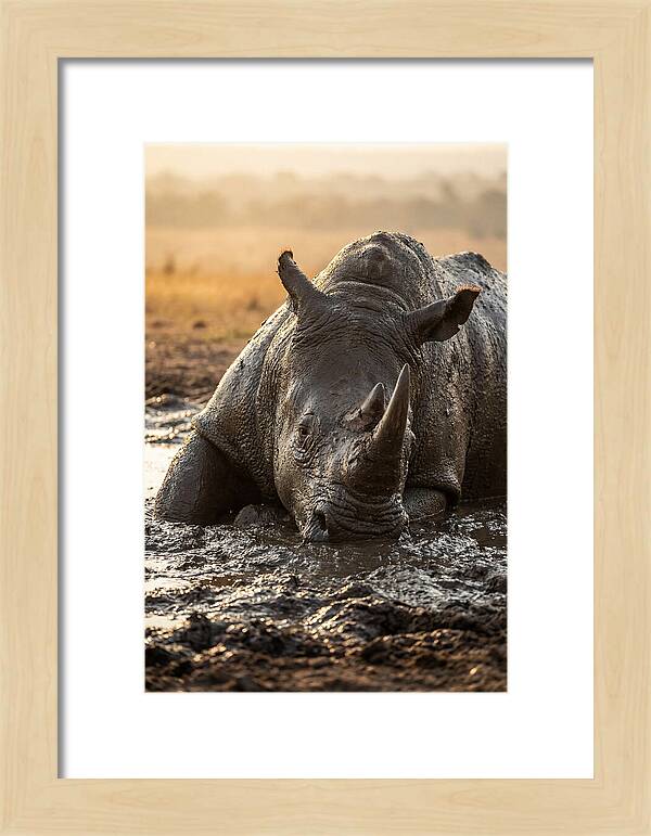 African Rhino In Mud Wallow