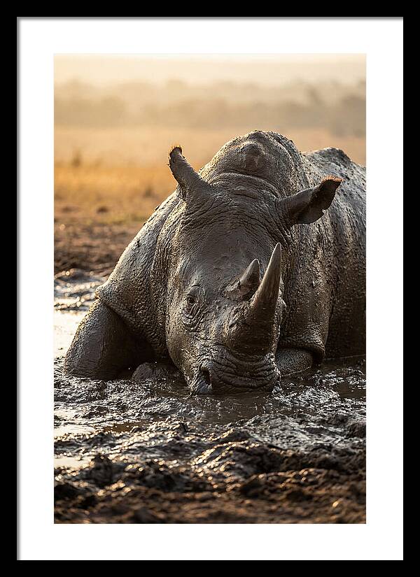 African Rhino In Mud Wallow