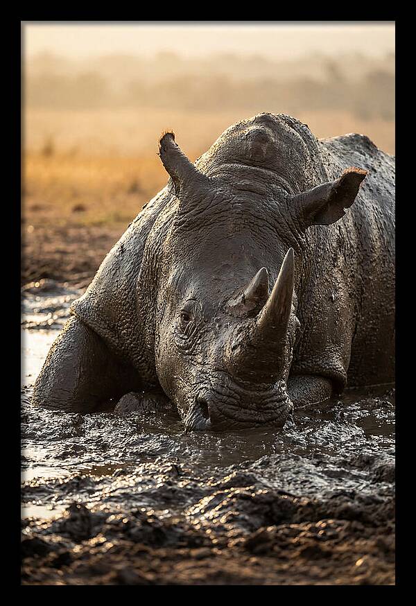 African Rhino In Mud Wallow