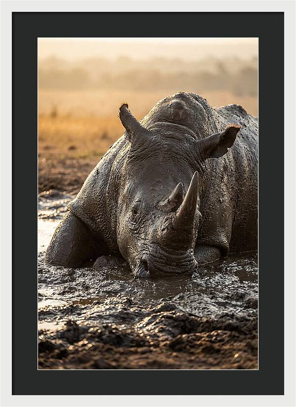 African Rhino In Mud Wallow