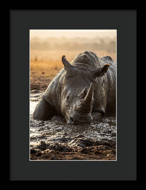 African Rhino In Mud Wallow